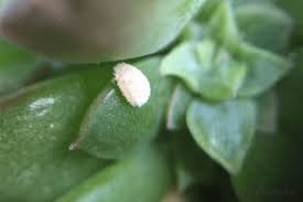 カイガラムシの生態 種類や幼虫と成虫の特徴は Horti ホルティ By Greensnap