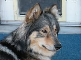 beautiful husky and sheltie mix breed hybrid dogs big puppies siberian husky
