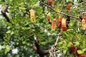 Image result for Ekebergia benguelensis