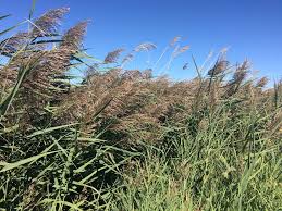 Image result for Phragmites
