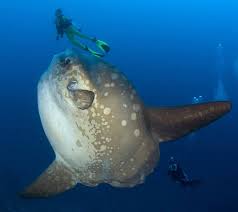 Pin On Mola Mola