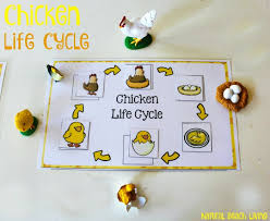 It also includes full compatibility for the various chickens added by the chickens mod. Chicken Life Cycle Free Printables Natural Beach Living
