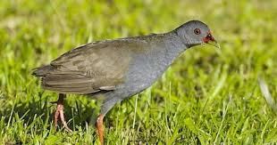 Paint Billed Crake Mustelirallus Erythrops By Cornell Univ S Neotropical Birds Online Anselmo D Affonseca Birds Online Birds Painting