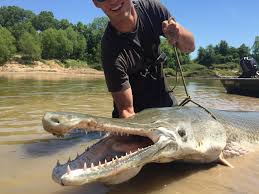 Browse 41 alligator gar stock photos and images available, or search for gar fish or arapaima to find more great stock photos and pictures. Texas Own Fish Whisperer Catches An 8 Foot Alligator Gar In The Trinity River