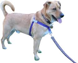 If the harness has a buckle, you can open and close the buckle, giving the dog a treat when it clicks. Correct Way To Put On Dog Harness V1 Lenze Com Tr