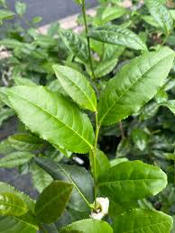 Image result for Camellia sinensis