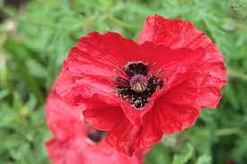 The soil should be moist for. Poppy Planting Time Organic Gardener Magazine Australia