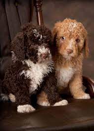 The current median price for all spanish water dogs sold is $0.00. 45 Spanish Water Dogs Ideas Spanish Water Dog Water Dog Dogs