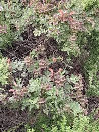 Image result for Pechuel-Loeschea leubnitziae