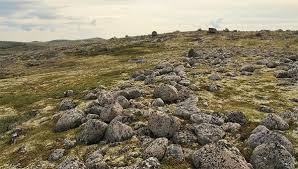 Kondisi iklim bioma ini adalah seperti kondisi iklim pada daerah lintang tinggi. Tumbuhan Di Tundra Fauna Dan Tanaman Tundra