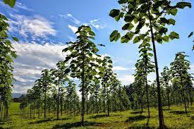 Павловния — род вечнозеленых и полувечнозеленых листопадных деревьев, включающий в себя постепенно скорость роста павловнии увеличивается и примерно через месяц они. á‰ Chto Vygodno Vyrashivat V 2021 Godu Pavlovniya