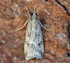 Image result for Altenia scriptella