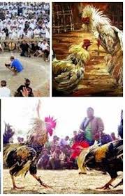 Biying papak mate putih,wangkas,brumbun,buik papak mate putih. Pengayam Ayaman Lontar Tajen Bali Lengkap