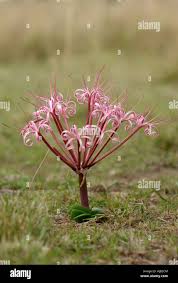 Image result for Ammocharis tinneana