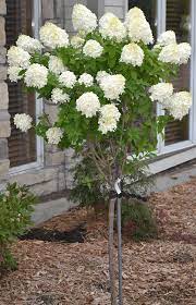 Limelight Hydrangea Tree Hydrangea Tree Hydrangea Landscaping Limelight Hydrangea