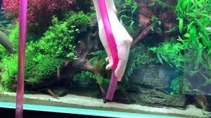 中華民國教育部版權所有© 2015 ministry of education, r.o.c. æ°´è‰æ°´æ§½ã®åŒ–ç²§ç ‚ åº•åºŠ ã®æ­£ã—ã„æŽƒé™¤æ–¹æ³• How To Clean Aquarium Sand Aquascaping Technic Youtube