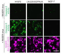 Cherries can be one of the most contaminated fruits when it comes to pesticides, so always choose the organic variety. Stanford University Office Of Technology Licensing Opportunity