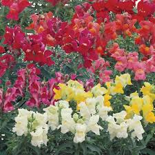 Snapdragons Floral Showers Mix Annual Flower Seeds Annual Flowers Snapdragons Flower Seeds
