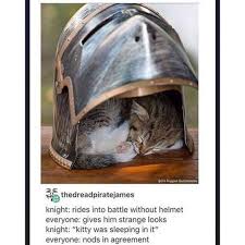 A Bunch Of Cute Tumblr Posts About Baby Animals In 2020 Cat Memes Cute Funny Animals Animals