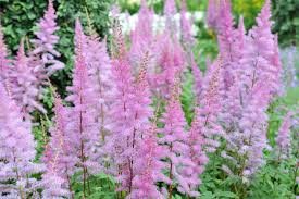 Astilbe have been cultivated since the late 1700s and have become a staple in the shade garden. Astilben Die Sorten Im Uberblick