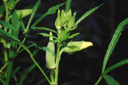 Bendi yang mungkin tumbuh subur di malaysia kini dipercayai berasal dari afrika tengah dan banyak di tanam di. Bendi Wikipedia Bahasa Melayu Ensiklopedia Bebas