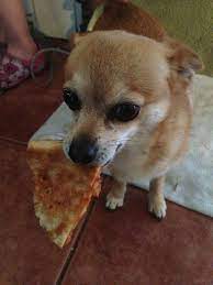 Abby A Community Of Chihuahua Lovers Chihuahua Lover Chihuahua Love I Love Dogs
