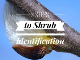 Originally native to the south west and mexico, s. 3 Basic Steps To Shrub Identification Gardening Channel