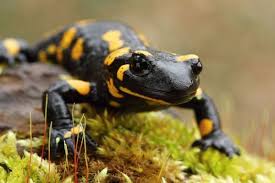 Keganjilan ini menyebabkan para saintis ingin mengetahui lebih lanjut. Mengenal Salamander Hewan Amfibi Yang Mirip Kadal