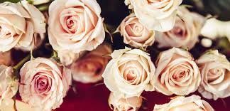 Check spelling or type a new query. Sympathy Message Ideas Eflorist Co Uk
