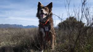 OnlyFans @yourvirtualsnuggle - Profile, photos & links - Babepedia - Brooke Synn sexy photos