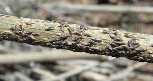 We did not find results for: The Plight Of Calgary Cotoneasters Oystershell Scale Rdts Blog
