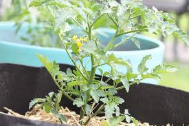 8 to 10 hours are preferred. How To Grow Tomatoes In Containers Umbel Organics