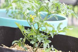 If you have no choice and have to use grow bags i would recommend that instead of growing three plants in each bag, stick to two plants, and plant them in a large bottomless plant pot cut into the. How To Grow Tomatoes In Containers Umbel Organics