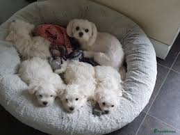 Maltese puppies for sale in california