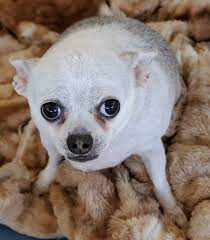 Dogs For Adoption Petfinder Dog Adoption Humane Society Dogs