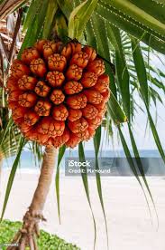 Image result for Pandanus