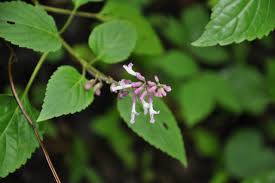 Image result for Orthosiphon thymiflorus