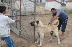 Although many of our puppies enjoy the pleasure of being raised in loving pet homes and as personal guardians, our kangal puppies are primarily raised to be livestock guardians, and from. Kangal Soldier Of The Steppe Blog Nature Pbs