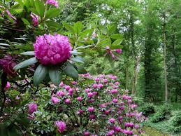 Check spelling or type a new query. Rhododendron With Pink Blossoms Evergreen Tree National Flower Stock Photo Picture And Royalty Free Image Image 148305804