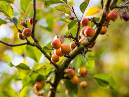 Image result for Pycnanthus