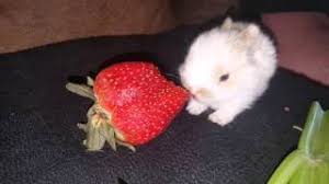 We did not find results for: Can Rabbits Eat Strawberries Are There Any Benefits