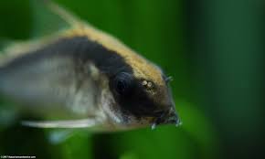 Cory Catfish Care Diet Size Tankmates Lifespan Video