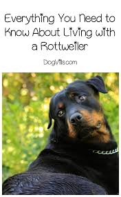 Everything You Need To Know About Living With A Rottweiler Dogvills Police Dog Breeds Rottweiler Dog Dog Breeds