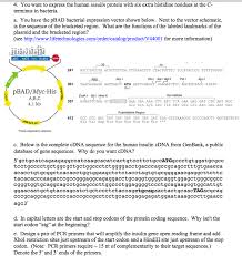 Andrea putnam, geraldine seydoux, in methods in enzymology, 2021. Solved 4 You Want To Express The Human Insulin Protein W Chegg Com