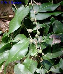 Image result for Casearia