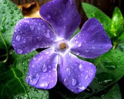 Periwinkle In Marathi Whatiscalled Com