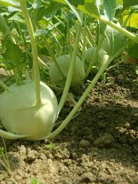 Degustez Le Chou Rave Delicatesse Blanc Variete Hative A La Saveur Delicate Facile A Cultiver Et Rustique Il Serait En 2020 Chou Rave Chou Pomme Plante Potagere