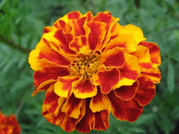 Marigold merupakan bunga kuning oranye yang cocok untuk menghias taman ataupun halaman. 50 Gambar Bunga Dan Tanamah Hias Terindah Di Dunia Gambar Hd Salamadian
