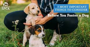 We do not have a physical shelter, and thus all the examples of why we, at second chance rescue & rehoming, foster include suzie, oggie, and belle. The 7 Most Important Things To Consider Before You Foster A Dog