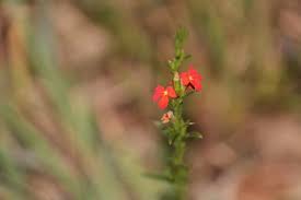 Image result for Striga chrysantha